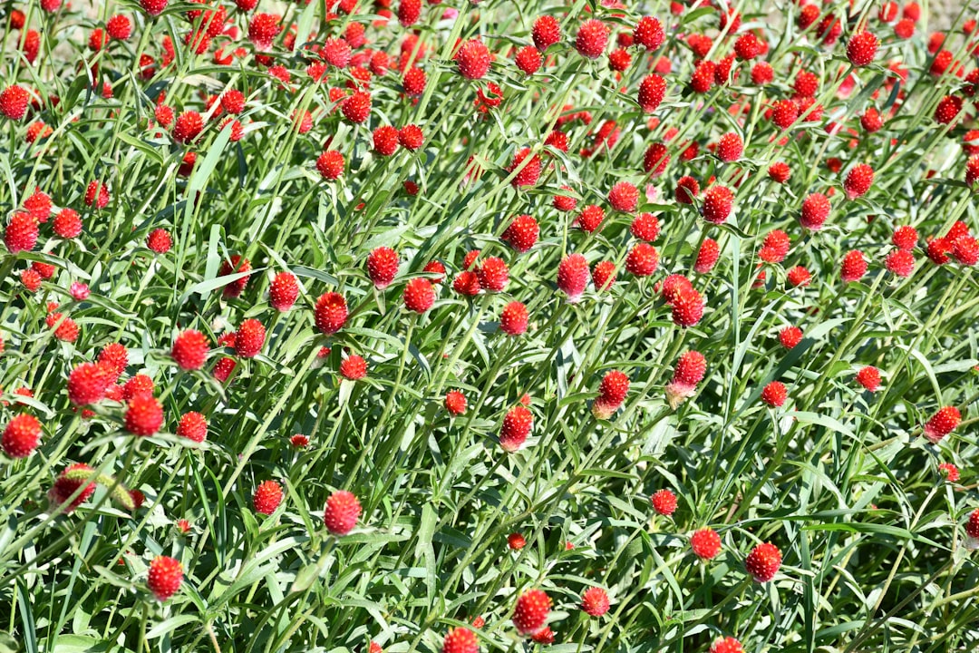 Field of small red globular flowers and green stems